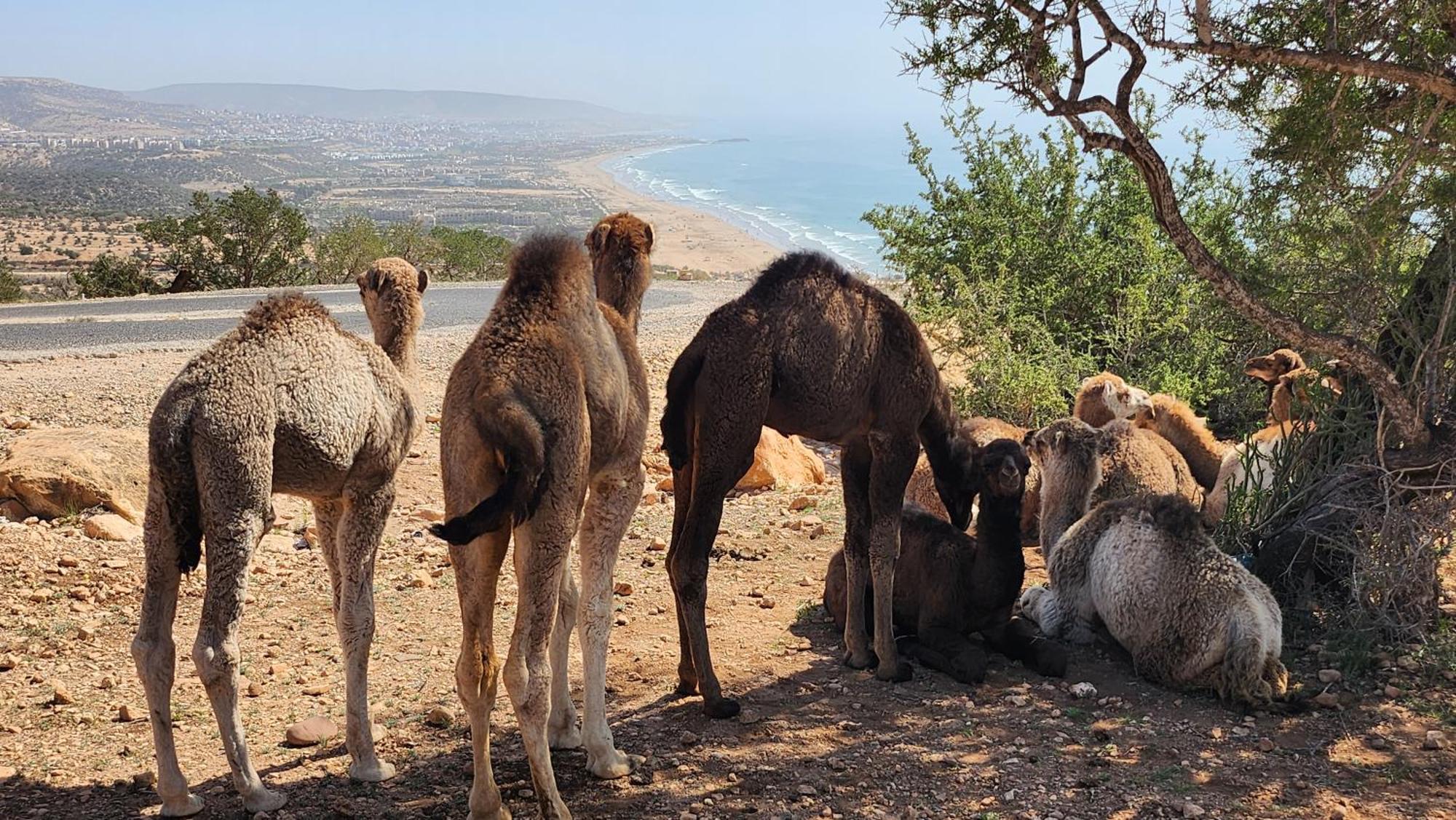 Taghazout Panoramic Lejlighed Eksteriør billede